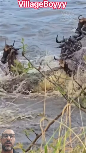 Giant Crocodile Attacks Wildebeest in the River! 😱🐊 | Epic Wildlife Encounter