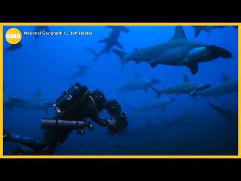 Explorer goes head-to-head with hammerhead sharks