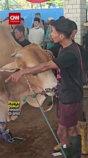 Pemotongan Sapi Kurban Prabowo dan Gibran di Masjid Istiqlal