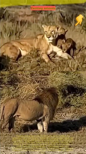 The Ultimate Shield: A Brave Lioness Providing Comfort to Her Little Cubs.
