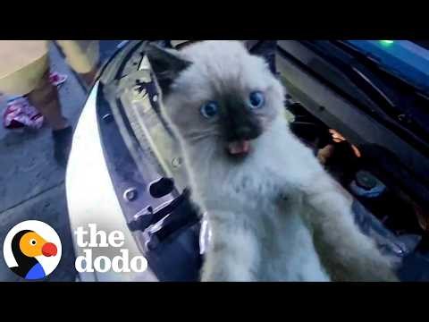 Police Spend 30 Minutes Searching For Kitten In Car Engine | The Dodo