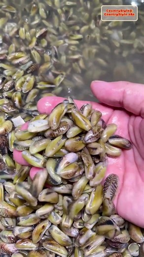 From Shell to Seed: The Four Steps of Thin-Shell Mussel Processing
