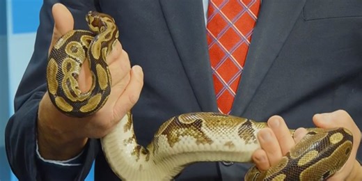 The Wild Side: Meet Monty the python