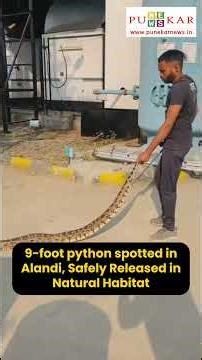 9-foot python spotted in Alandi, Safely Released in Natural Habitat