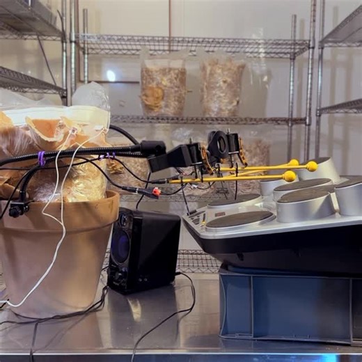 Bionic and the Wires on Instagram: "Relax with some improvised ambient mushroom music. Bio-electrical signals in the oyster mushroom are controlling the bionic arms. The drum pads are playing a variety of synth sounds with some LFOs on them to keep things interesting. The speaker is placed to provide a feedback loop so the mushroom can hear what it is playing. Low frequency sounds have been found to stimulate mycelial growth. Listen to the full 45 min version by clicking the music link in our bi
