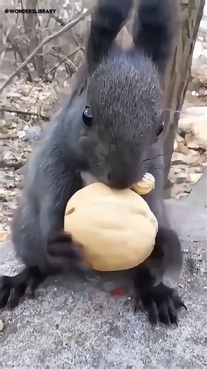 How cute is this squirrel