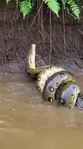 Snake 🐍 vs Python 🐍 — deep within a dense jungle clearing, a swift wild snake slithers across fallen leaves while a massive python coils silently beneath thick vines. Scales shimmer in filtered sunlight, bodies tense with raw power, and in a sudden surge of instinct and dominance, two cold-blooded giants confront each other in a gripping wilderness encounter. ⚠️ This scene is fictional and created for cinematic storytelling, no real animals harmed. AI Generated. #usa #wildlife #SnakeVsPython #