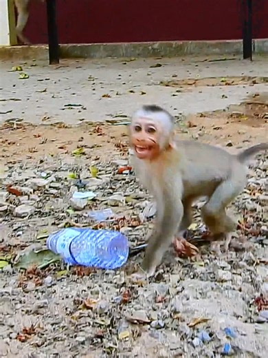 Pity Lynx cry call all friend come protect him - What is wrong with him? #beautiful #monkeydluffy #monkeycute #babymonkey #monkeyface #lovely #monkey #cute #animals #animalsbaby #poormonkey #monkeycry #funny #funnyvideo #cuteanimals | Monkey TV7