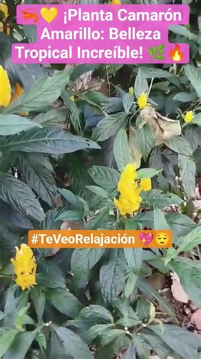 😱💛 ¡La Planta Que Parece Un Camarón Vivo! 🦐🌿 #Shorts #ShrimpPlant #ExoticPlants #TropicalPlants