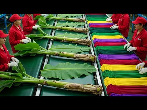 Inside a High-Tech Banana Stem Processing Factory: From Stem to Premium Clothing (Full Process)