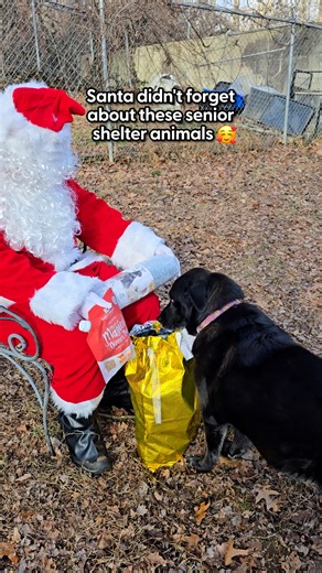 This is what Christmas is all about ❤️🎄💫 Shana, co-founder of K9 Soul Secret Santa, shared how their incredible community spread holiday cheer to shelter dogs and cats in New York — bringing joy, gifts, and helping more animals find homes! Learn more about K9 Soul on Instagram: thedo.do/K9soultraining | The Dodo