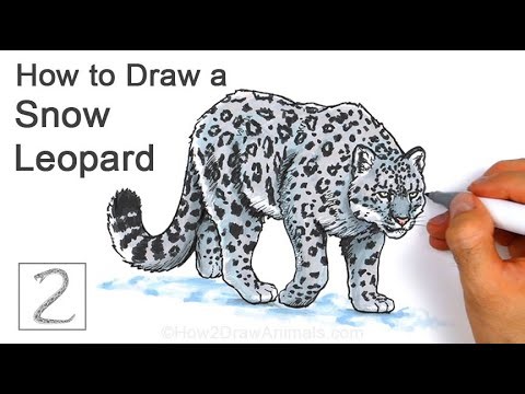 How to Draw a Snow Leopard for Winter
