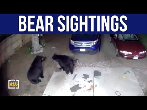 Bear sightings rise in Minnesota suburbs