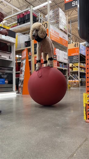 Rolling at @The Home Depot practicing some new tricks #homedepot #tricks #dogsoftiktok #dogsmile
