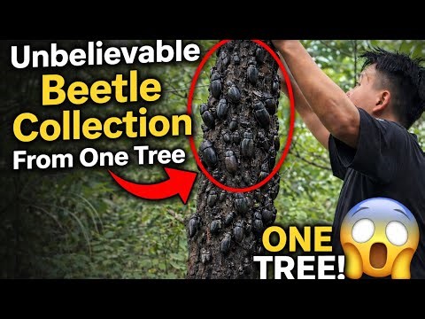Unbelievable Beetle Collection From One Tree 🌳😱
