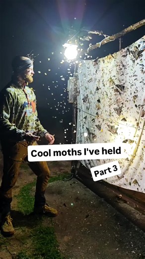 Borneo Moths: Malaysian Moon Moth, Jade Hawkmoth & Giant Tussar (ID & Facts)