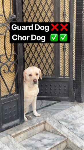 Guard dog❌ Chor Dog✅ || labra rubi || #youtubeshorts #shorts #labrador #dog #funny #doglover