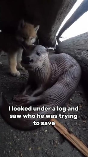 A Shoebill, A Wolf, And An Otter... An Unbelievable Rescue