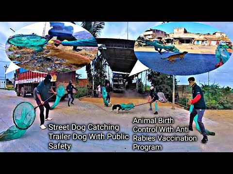 Luffy Unbelievable Dog Catching Trailer Animal Birth Control With Rabies Vaccination Program #shorts