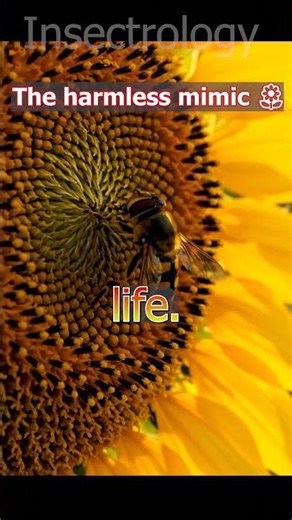 hoverfly mimicking a bee, flying near flowers #insects #facts #wildlife
