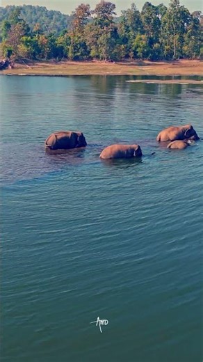 What I Saw From Above… 🐘 | DJI Mini 4 Pro Wildlife #drone #wildlens #nature #wildlife