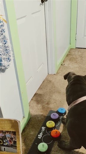 Problem Solving Dog #dogtalk