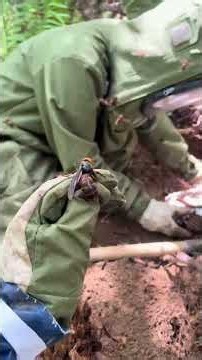 How to Handle Giant Hornets Safely #wildliferescue #honeybeesting #gianthornets