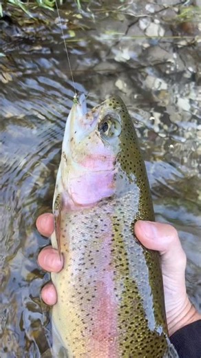 Sightfished rainbow trout