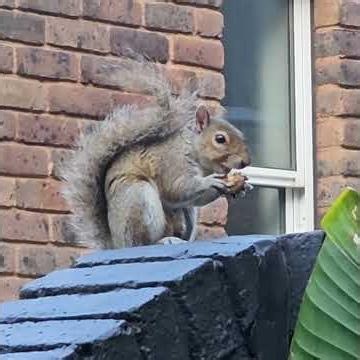 #squirrel Short no.488 - Quiet Saturday!