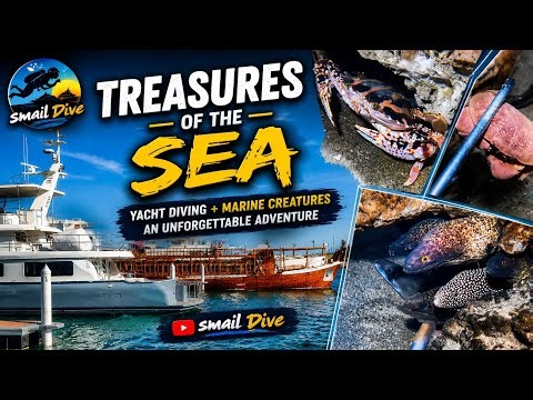 💥 Live Underwater Hunting! Amazing Sea Creatures 🦀 | 2026-07-04