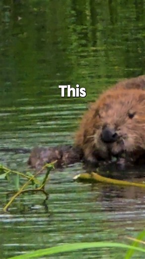 Two baby beaver kits have arrived at Ealing's Paradise Fields. Reintroduced in 2023 with Ealing Wildlife Group and Citizen Zoo, beavers are already stopping Greenford station from flooding and saving us money on infrastructure.Here’s what they’ve been up to 🦫
