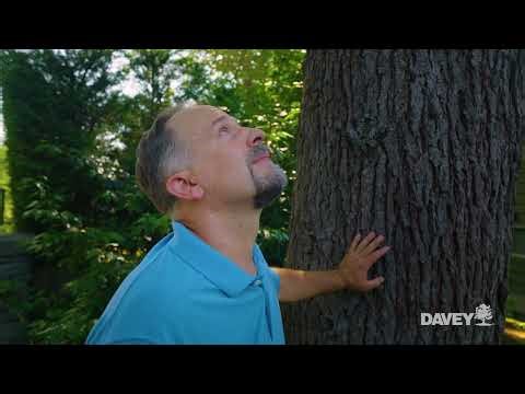 Tree Pruning & Removal: Navigate Permits with ISA Certified Arborists