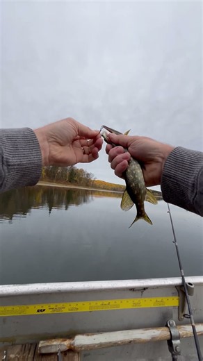Ever catch a pike so small it had stripes?