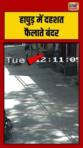 Monkey attack Viral VIdeo: हापुड़ में दहशत फैलाते बंदर | #viralvideo #shorts