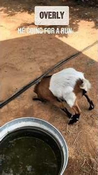 Why Do These Goats Just... Faint? 🐐#goat #farming