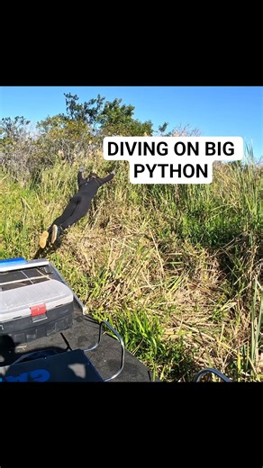 AIRBOAT PYTHON CATCH!