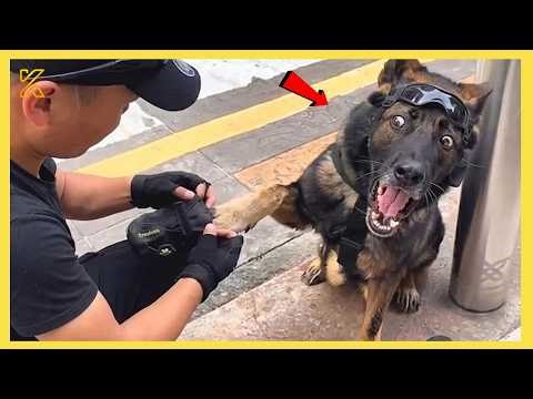 Dogs Being Overdramatic for No Reason 😂 Funniest Animals 2026