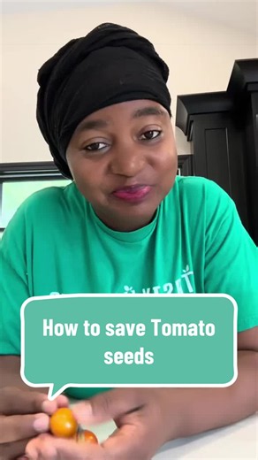 🍅 Don’t throw away those tomato seeds! Save them for next year’s garden! 🌱 One tomato can give you enough seeds to grow more tomatoes next season. That’s the beauty of growing your own food! ❤️ Here’s how to save tomato seeds in 5 simple steps: 🍅 1. Choose a ripe, healthy tomato, preferably from an open-pollinated or heirloom variety. 🥄 2. Scoop out the seeds and gel into a small jar. 💧 3. Ferment for 2–3 days at room temperature, stirring daily, to help remove the gel coating. 🚿 4. Rinse 