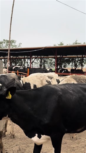 Top Dairy Farming Techniques for Enthusiasts