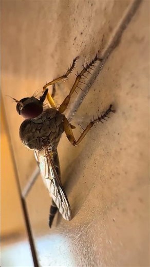 Looks Like a Dragonfly… But It’s Not! 😲