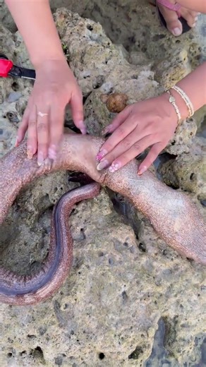 Nature’s Real-Life Xenomorph: The Moray Eel 🐍 #fishing #shorts