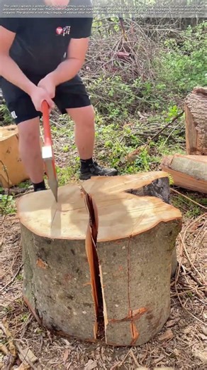 Chopping Wood: The Art of Tree Felling