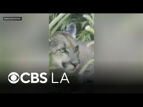 Wildlife officials tranquilize mountain lion spotted roaming Santa Monica neighborhood