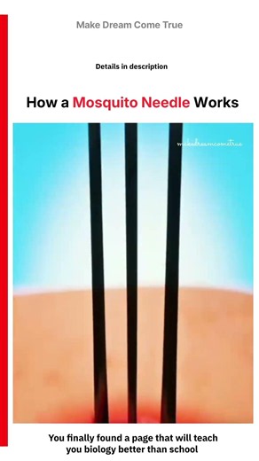 🦟 How a Mosquito Needle Works💉 | MDCT