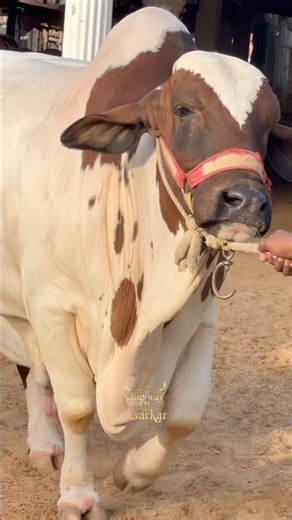 beautiful nukhra || maweshi mandi #cow