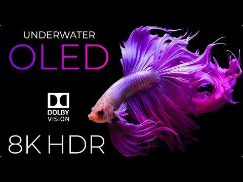 “Exotic Tropical Fish Swimming in Deep Ocean | Ultra HD 8K”