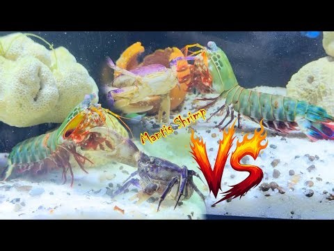 1 vs 2! Mantis Shrimp Takes on Two Crabs