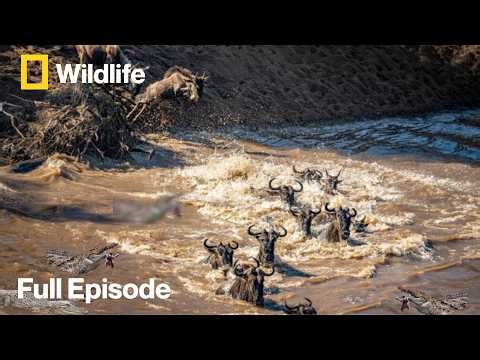 Wildebeest Crossing Crocodile Attack | Africa’s Great Migration Documentary