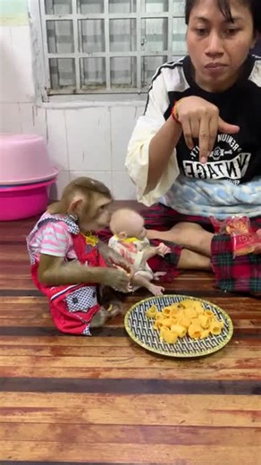 Cute Baby Monkey Moments: Monkey Bibi Latest Video
