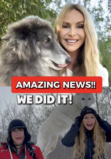 Saved the Wolves: How $50,000 Secured Sky Phoenix Sanctuary